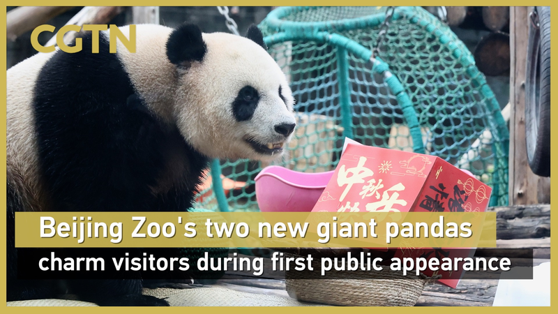 Meet Ji Nian & Fu Jiang: Beijing Zoo’s Adorable New Giant Pandas Meet_Ji_Nian___Fu_Jiang__Beijing_Zoo_s_Adorable_New_Giant_Pandas video poster