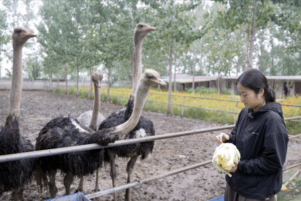 Meet the Viral Ostrich Farmer Shaking Up e-Commerce on Douyin Meet_the_Viral_Ostrich_Farmer_Shaking_Up_e_Commerce_on_Douyin video poster