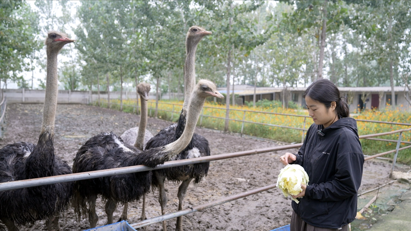Meet_the_Viral_Ostrich_Farmer_Shaking_Up_e_Commerce_on_Douyin_poster - Namaste Headlines Meet_the_Viral_Ostrich_Farmer_Shaking_Up_e_Commerce_on_Douyin video poster