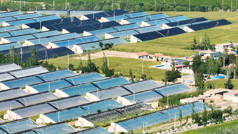 Minning_Town_s_Green_Glow_Up__From_Desert_to_Golden_Oasis - Namaste Headlines Minning_Town_s_Green_Glow_Up__From_Desert_to_Golden_Oasis