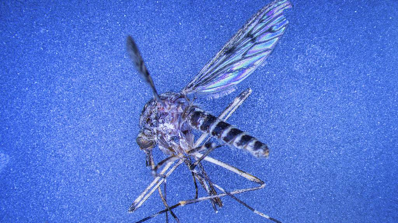 Mosquitoes Buzz into Iceland for the First Time! Mosquitoes_Buzz_into_Iceland_for_the_First_Time_