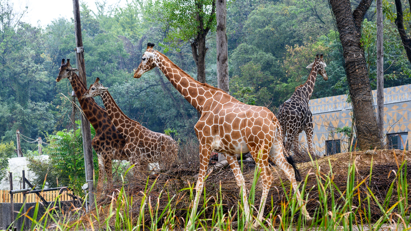 Nanjing’s Hongshan Forest Zoo Opens with 200+ Animals Nanjing_s_Hongshan_Forest_Zoo_Opens_with_200__Animals video poster