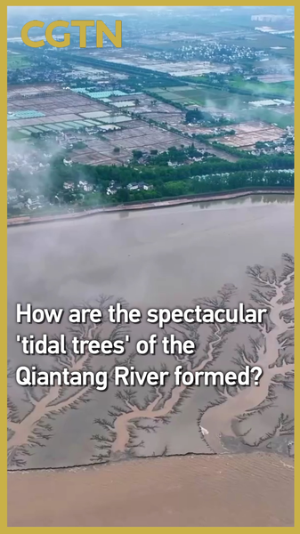 How Qiantang River’s ‘Tidal Trees’ Are Made: Science Unveils the Magic How Qiantang River’s ‘Tidal Trees’ Are Made: Science Unveils the Magic video poster