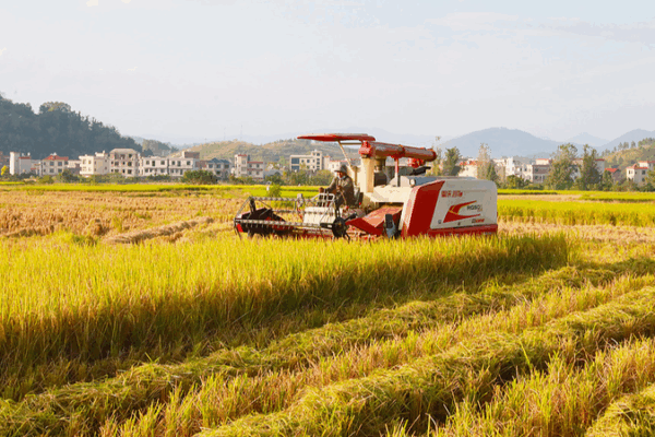 China’s Harvest Gains Shine on World Food Day China’s Harvest Gains Shine on World Food Day
