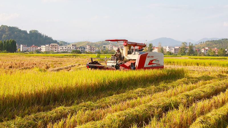China’s Harvest Gains Shine on World Food Day