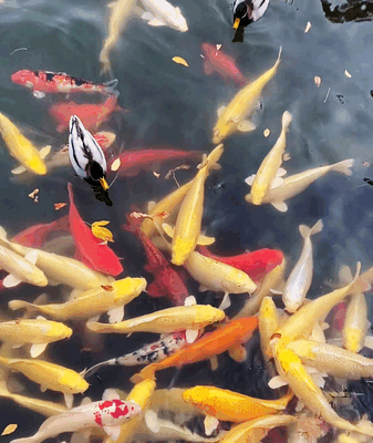 Autumn Magic at Beijing’s Old Summer Palace Autumn Magic at Beijing’s Old Summer Palace video poster