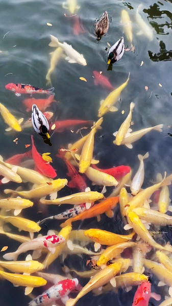 QA0TQIGKXUYOQIYZIKE6 - Namaste Headlines Autumn Magic at Beijing’s Old Summer Palace video poster