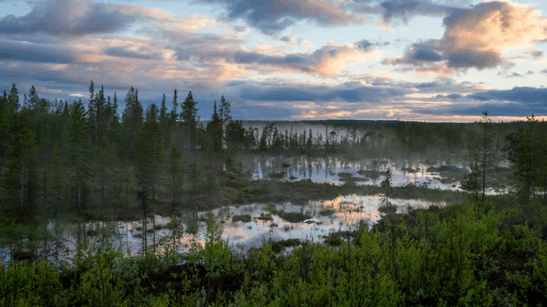 Russia_Launches_First_Arctic_Forest_Climate_Project