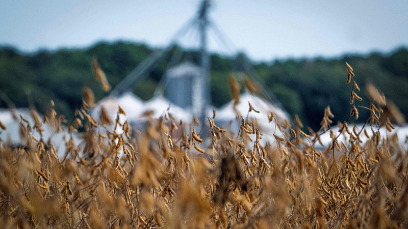 Shutdown___Tariffs__US_Farmers_Hit_by_Double_Trouble - Namaste Headlines Shutdown___Tariffs__US_Farmers_Hit_by_Double_Trouble