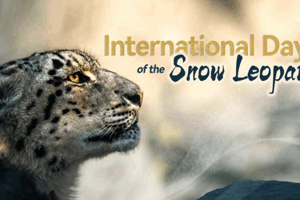 Snow Leopard Day: Celebrating the Ghost of the Mountains Snow_Leopard_Day__Celebrating_the_Ghost_of_the_Mountains