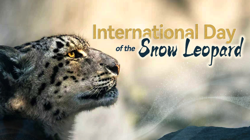 Snow_Leopard_Day__Celebrating_the_Ghost_of_the_Mountains - Namaste Headlines Snow_Leopard_Day__Celebrating_the_Ghost_of_the_Mountains