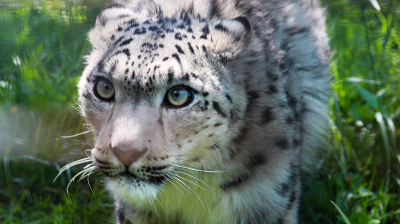 Snow Leopards on the Rise: Celebrating a Majestic Comeback Snow_Leopards_on_the_Rise__Celebrating_a_Majestic_Comeback