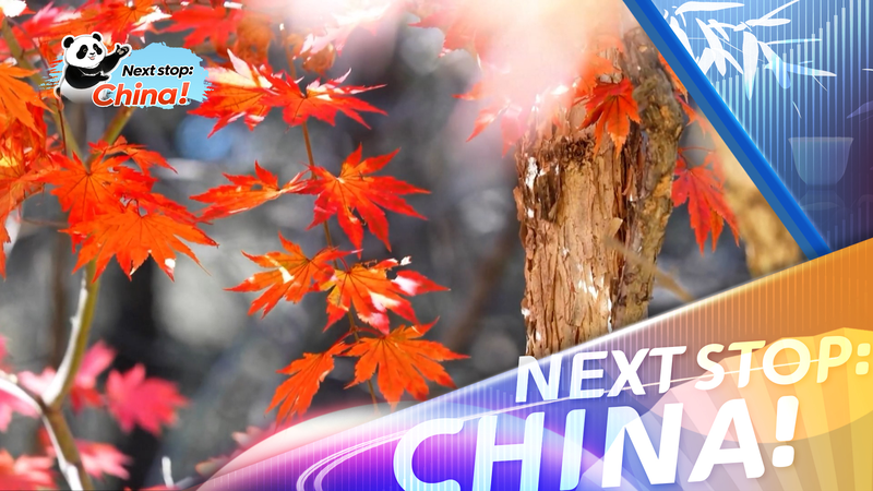 Stunning_Fall_Colors_Fuel_Tourism_in_the_Chinese_Mainland_poster - Namaste Headlines Stunning_Fall_Colors_Fuel_Tourism_in_the_Chinese_Mainland video poster