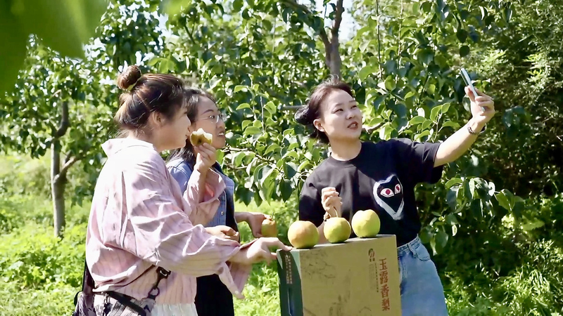 Sweet Success: Yulu Pear Live Streams Boost Shanxi Farmers’ Profits Sweet_Success__Yulu_Pear_Live_Streams_Boost_Shanxi_Farmers__Profits video poster