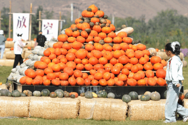 Urumqi’s 3rd Pumpkin Art Exhibition: Festive Art, Science & Fun Urumqi’s 3rd Pumpkin Art Exhibition: Festive Art, Science & Fun