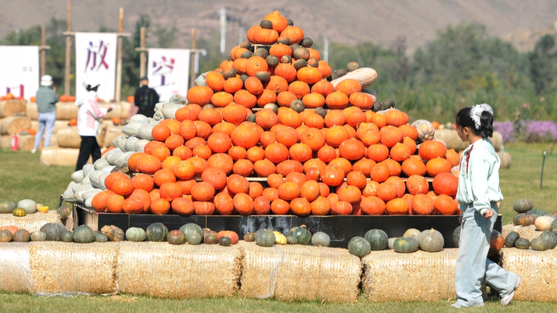 Urumqi’s 3rd Pumpkin Art Exhibition: Festive Art, Science & Fun