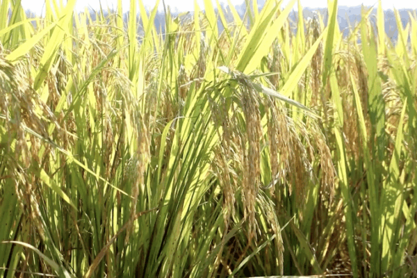 Autumn Grain Harvest in the Chinese Mainland Surpasses 60% 🚜🌾 Autumn Grain Harvest in the Chinese Mainland Surpasses 60% 🚜🌾 video poster