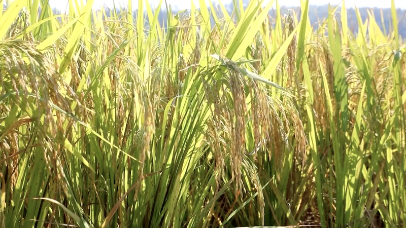 Autumn Grain Harvest in the Chinese Mainland Surpasses 60% 🚜🌾 video poster