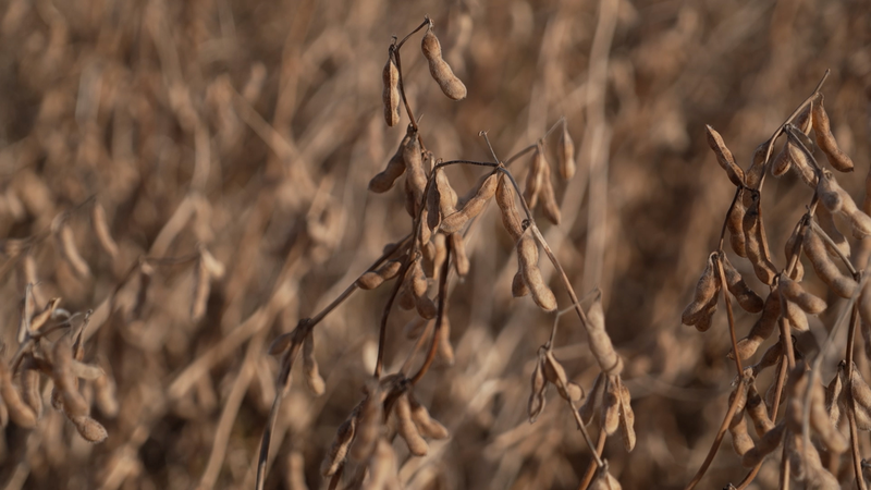 TZQW2R94LXTLWIPB32QT - Namaste Headlines US-China Trade Deal Boosts US Farmers’ Soybean Hopes video poster