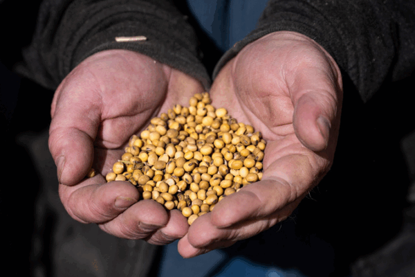 Tariffs Boomerang: US Farmers Feel the Sting Tariffs_Boomerang__US_Farmers_Feel_the_Sting