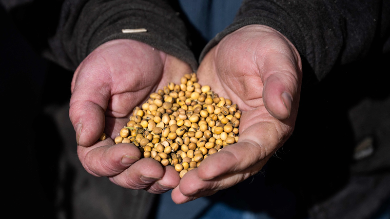 Tariffs_Boomerang__US_Farmers_Feel_the_Sting