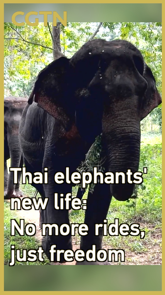 Thai Sanctuary Ditches Rides: Elephants Roam Free Thai_Sanctuary_Ditches_Rides__Elephants_Roam_Free video poster