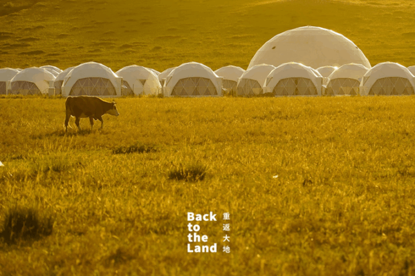 Ulanqab Grasslands: The Rhythm of Life in Herds Ulanqab_Grasslands__The_Rhythm_of_Life_in_Herds