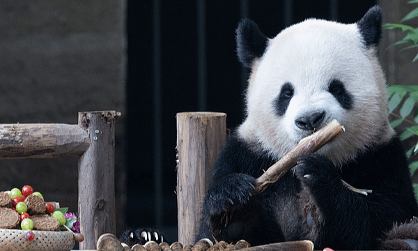 Giant Pandas at Chongqing Zoo Snack on Mooncakes for Mid-Autumn 🎑🐼 Giant Pandas at Chongqing Zoo Snack on Mooncakes for Mid-Autumn 🎑🐼