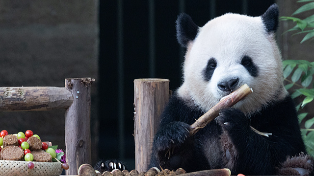 Giant Pandas at Chongqing Zoo Snack on Mooncakes for Mid-Autumn 🎑🐼