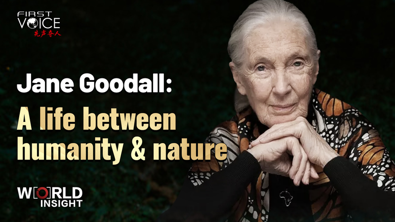 Jane Goodall’s Legacy: Bridging Humanity and Nature video poster