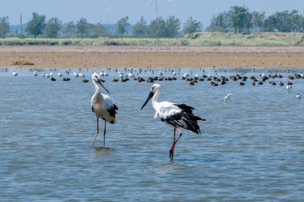 Autumn Wings: Migratory Birds Embark on Their Journey Across the Chinese Mainland 🕊️ Autumn Wings: Migratory Birds Embark on Their Journey Across the Chinese Mainland 🕊️ video poster