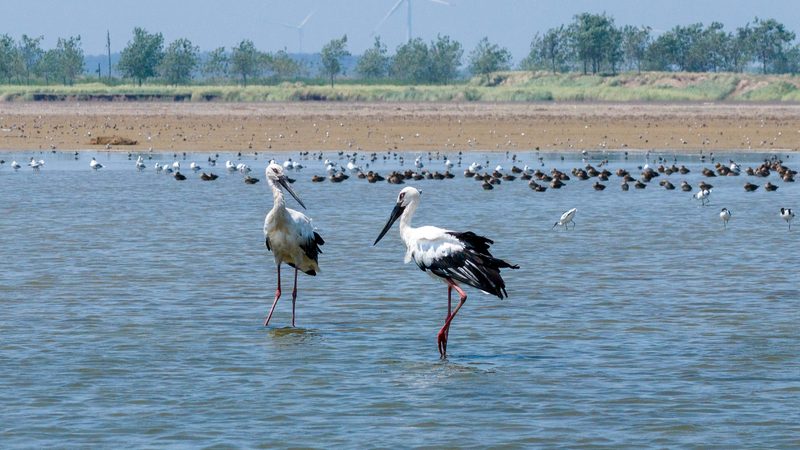 Autumn Wings: Migratory Birds Embark on Their Journey Across the Chinese Mainland 🕊️ video poster