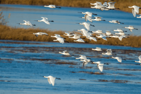 White Spoonbills Find Refuge at Wolong Lake Wetland White_Spoonbills_Find_Refuge_at_Wolong_Lake_Wetland