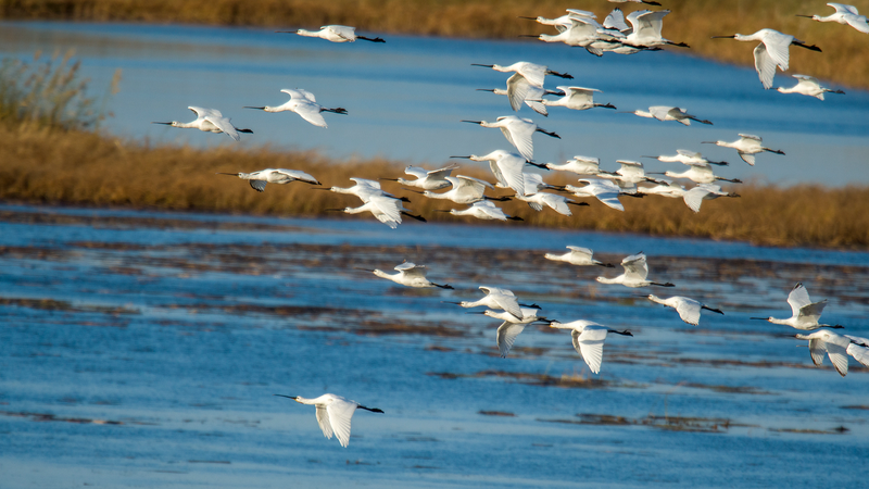White_Spoonbills_Find_Refuge_at_Wolong_Lake_Wetland - Namaste Headlines White_Spoonbills_Find_Refuge_at_Wolong_Lake_Wetland