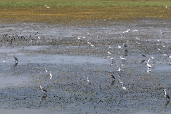 Winter Wonder: 10,000+ Migratory Birds Flock to Poyang Lake Winter_Wonder__10_000__Migratory_Birds_Flock_to_Poyang_Lake video poster
