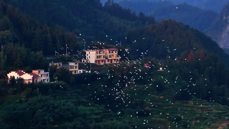 Jiangxi’s Suichuan Flyway: A Superhighway for Millions of Birds 🐦 Jiangxi's Suichuan Flyway: A Superhighway for Millions of Birds 🐦 video poster