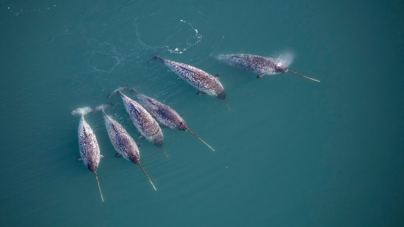 Nearly Half of Denmark’s Protected Species in Crisis Nearly Half of Denmark’s Protected Species in Crisis