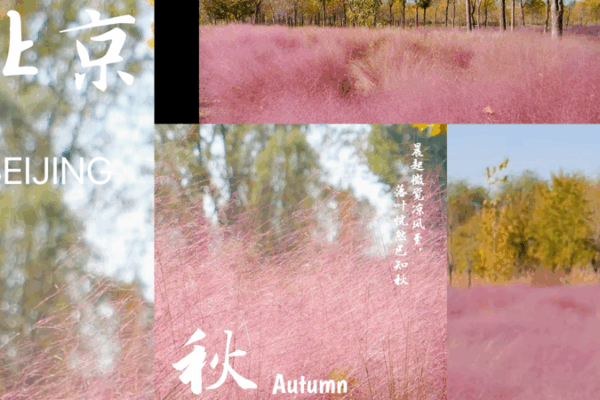 Dreamy Pink Waves at Beijing’s Dongjiao Wetland Park video poster