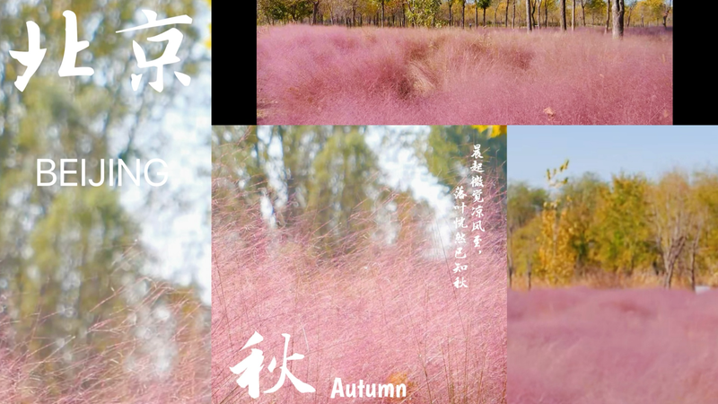 Y0XVIDGDZO2WR2YSJWD5 - Namaste Headlines Dreamy Pink Waves at Beijing’s Dongjiao Wetland Park video poster