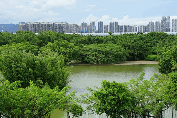 Explore Bird Paradise: Jiangmen’s Banyan Tree Sanctuary video poster