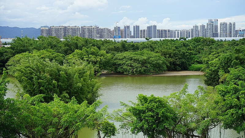 0OGAA9AS0AFFRNWY248A - Namaste Headlines Explore Bird Paradise: Jiangmen’s Banyan Tree Sanctuary video poster