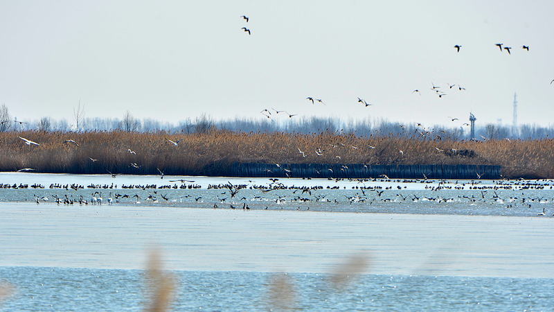Qilihai Wetland Sees Record 308 Bird Species in Early Migration 🐦