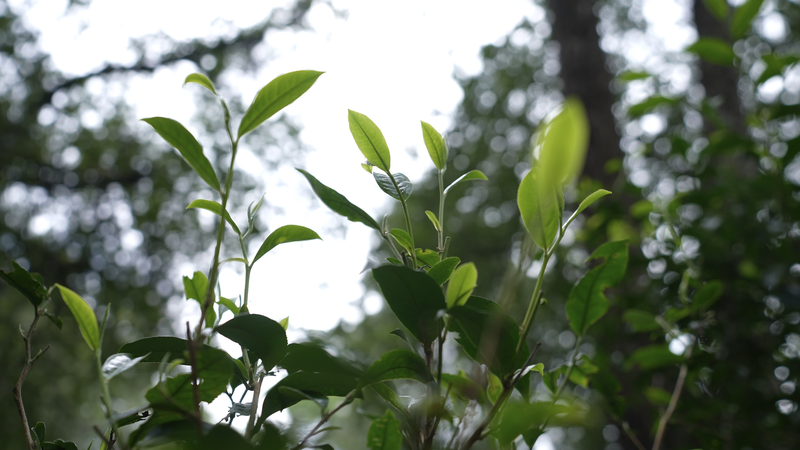 3MR1KWSQSBGL398RMRO4 - Namaste Headlines Jingmai’s Ancient Tea Forests: Eco-Wisdom in Every Sip video poster