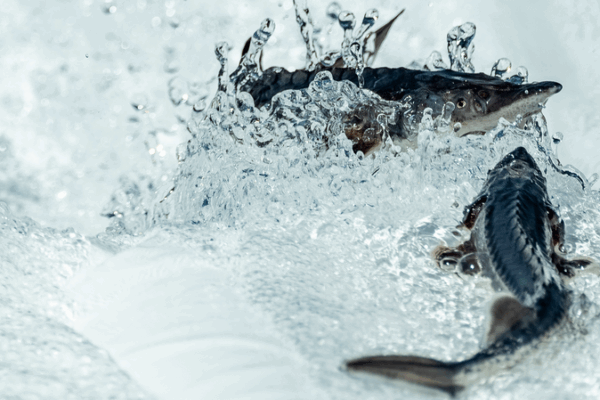 3rd_Gen_Chinese_Sturgeon_Born_via_Artificial_Breeding_Breakthrough