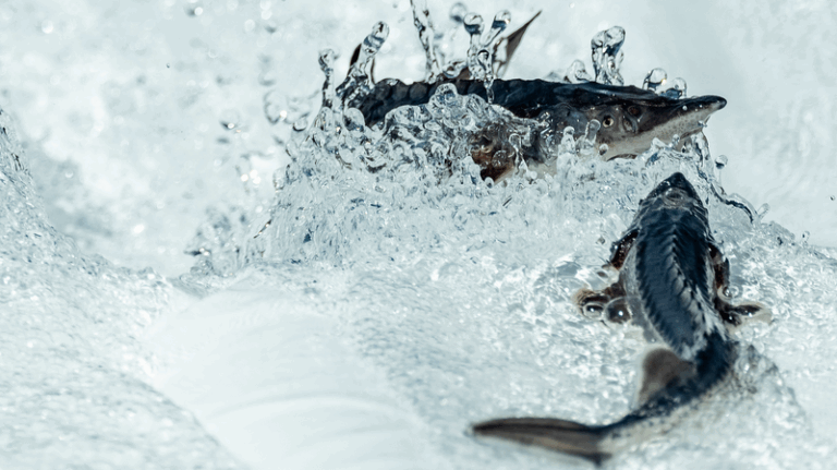 3rd_Gen_Chinese_Sturgeon_Born_via_Artificial_Breeding_Breakthrough