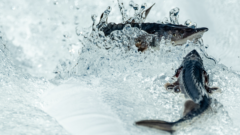 3rd_Gen_Chinese_Sturgeon_Born_via_Artificial_Breeding_Breakthrough