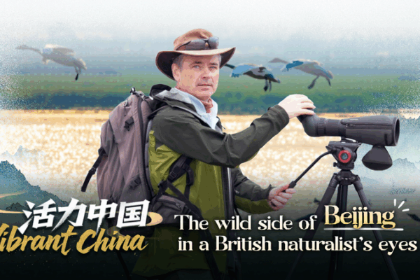 Beijing’s Wild Side: Birdwatching with a British Naturalist video poster