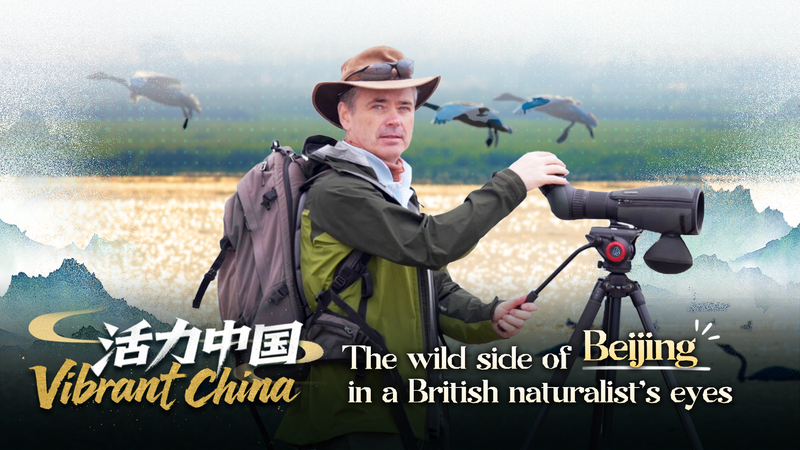 Beijing’s Wild Side: Birdwatching with a British Naturalist video poster