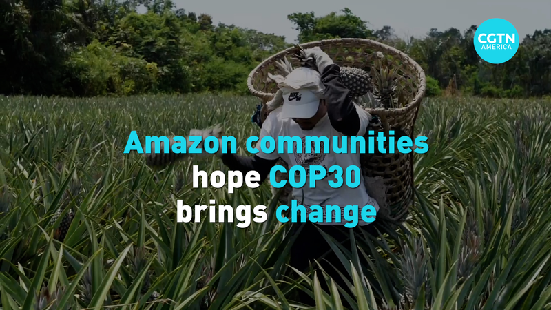 Amazon_Communities_Pin_Hopes_on_COP30_for_Forest___Livelihoods video poster