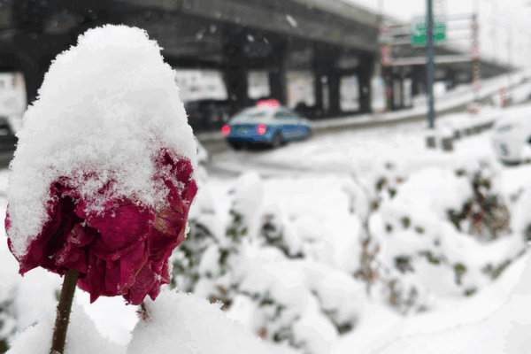Blizzard_Hits_Xinjiang__Urumqi_s_Record_Snowfall_Cripples_Transport